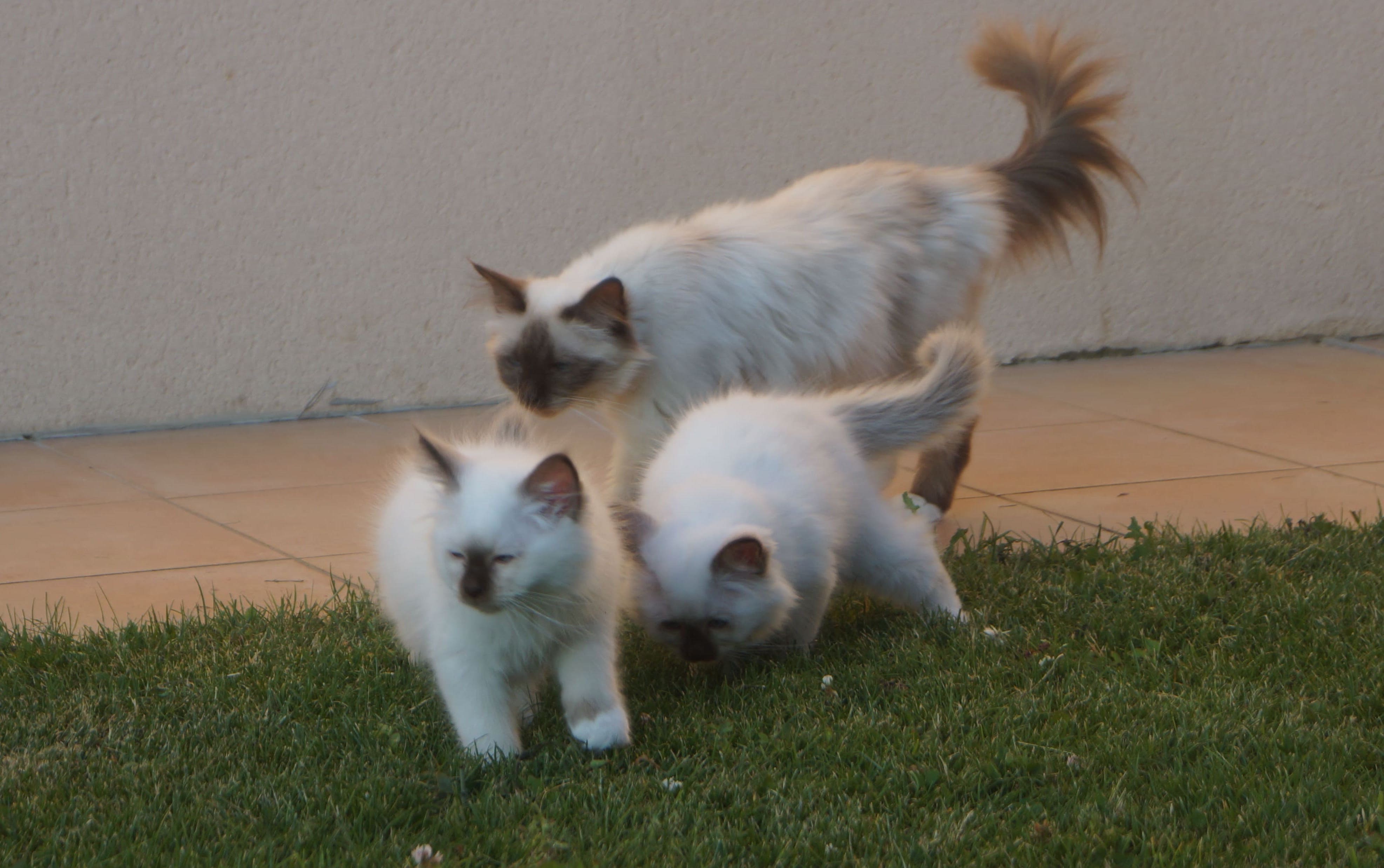 Chatterie Sacré de Birmanie