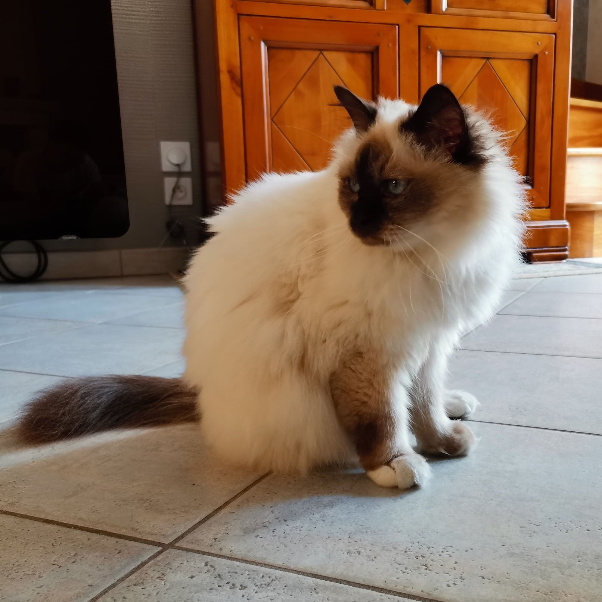 Griotte Chat Sacré de Birmanie