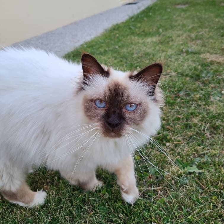 Griotte Chat Sacré de Birmanie