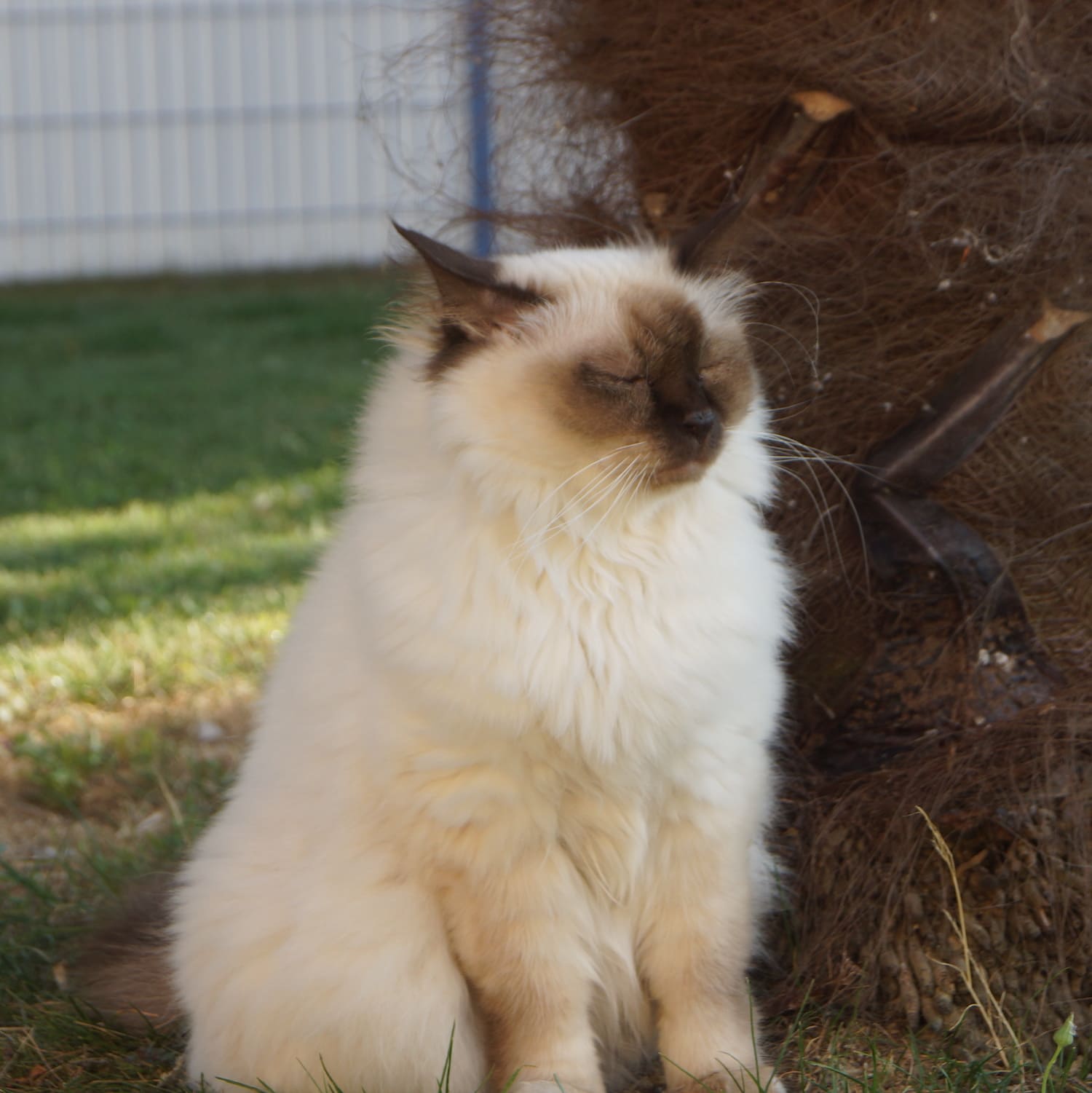 Griotte Chat Sacré de Birmanie