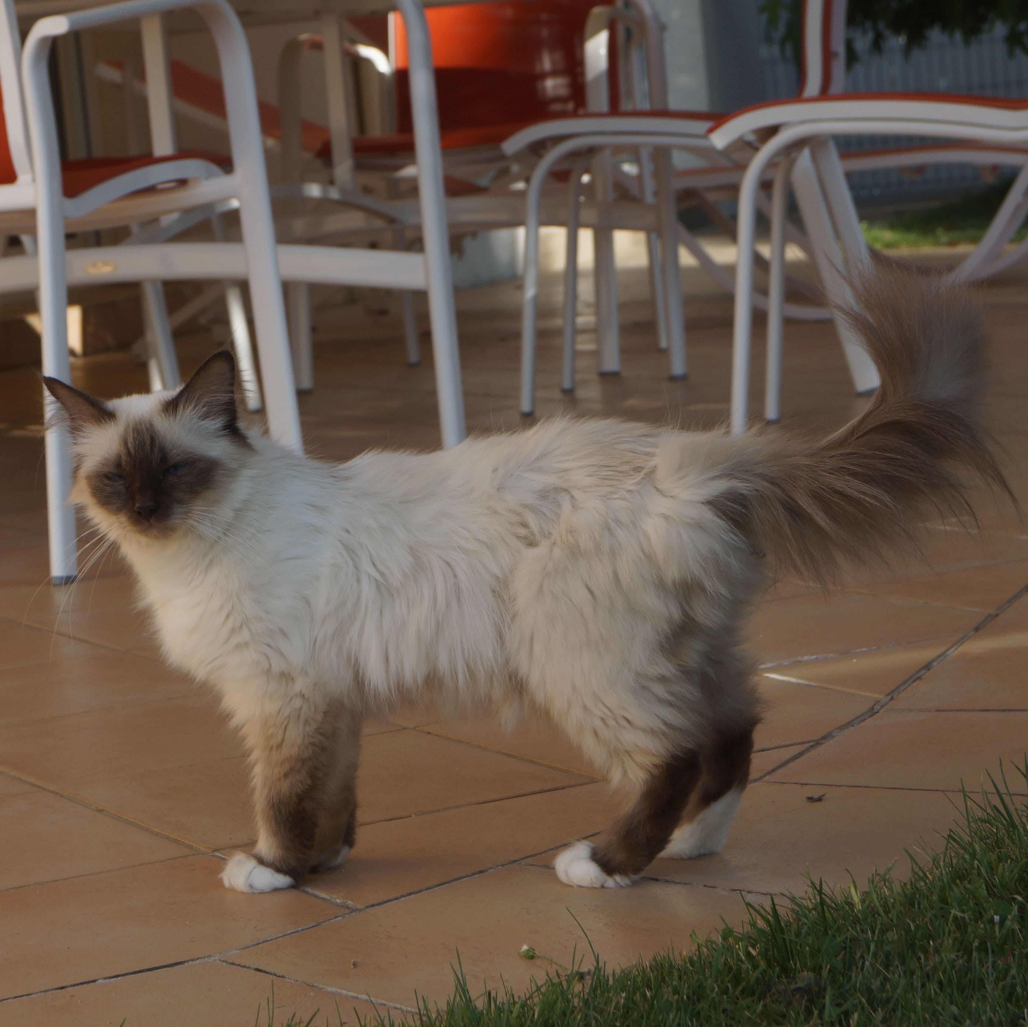 Mya Chat Sacré de Birmanie