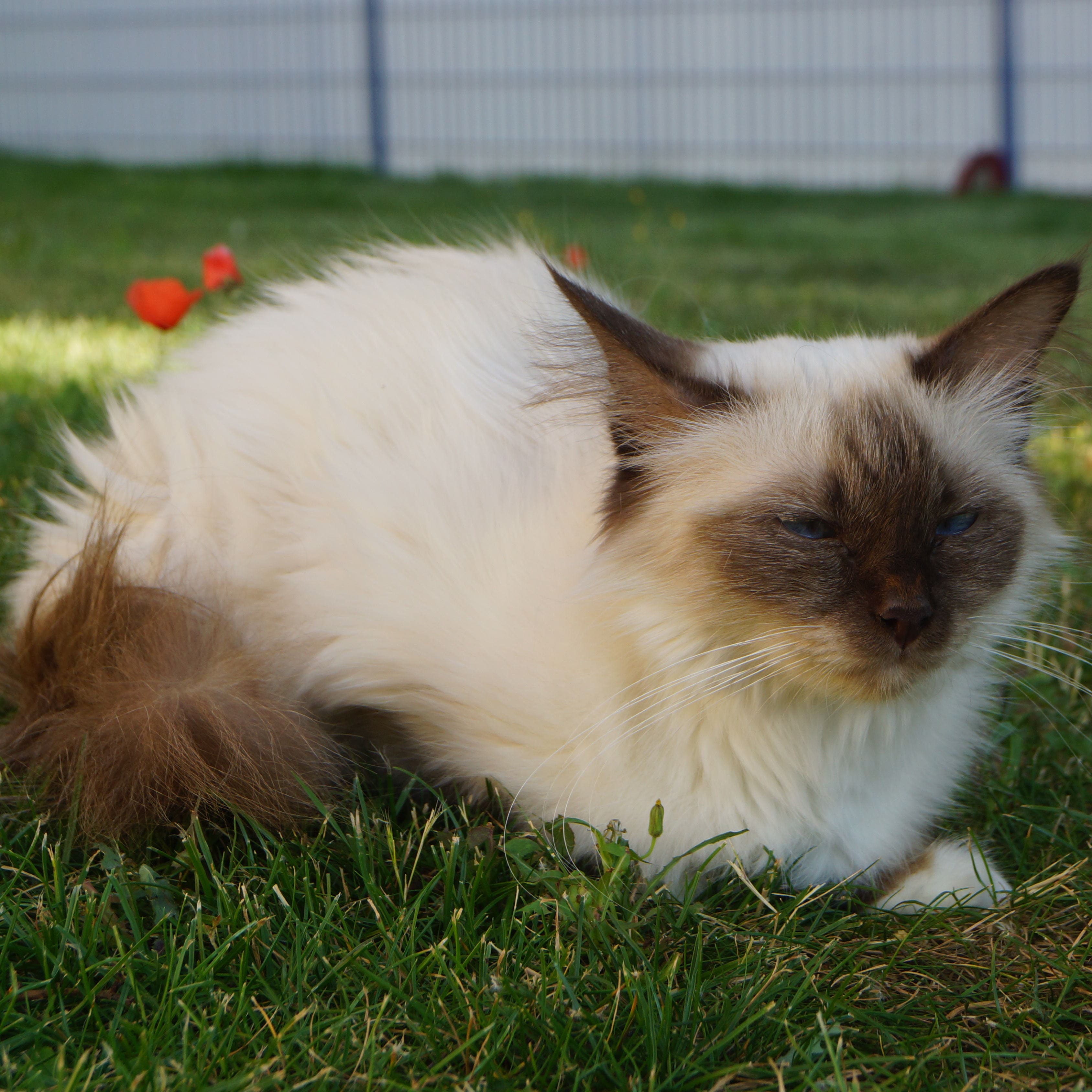 Mya Chat Sacré de Birmanie