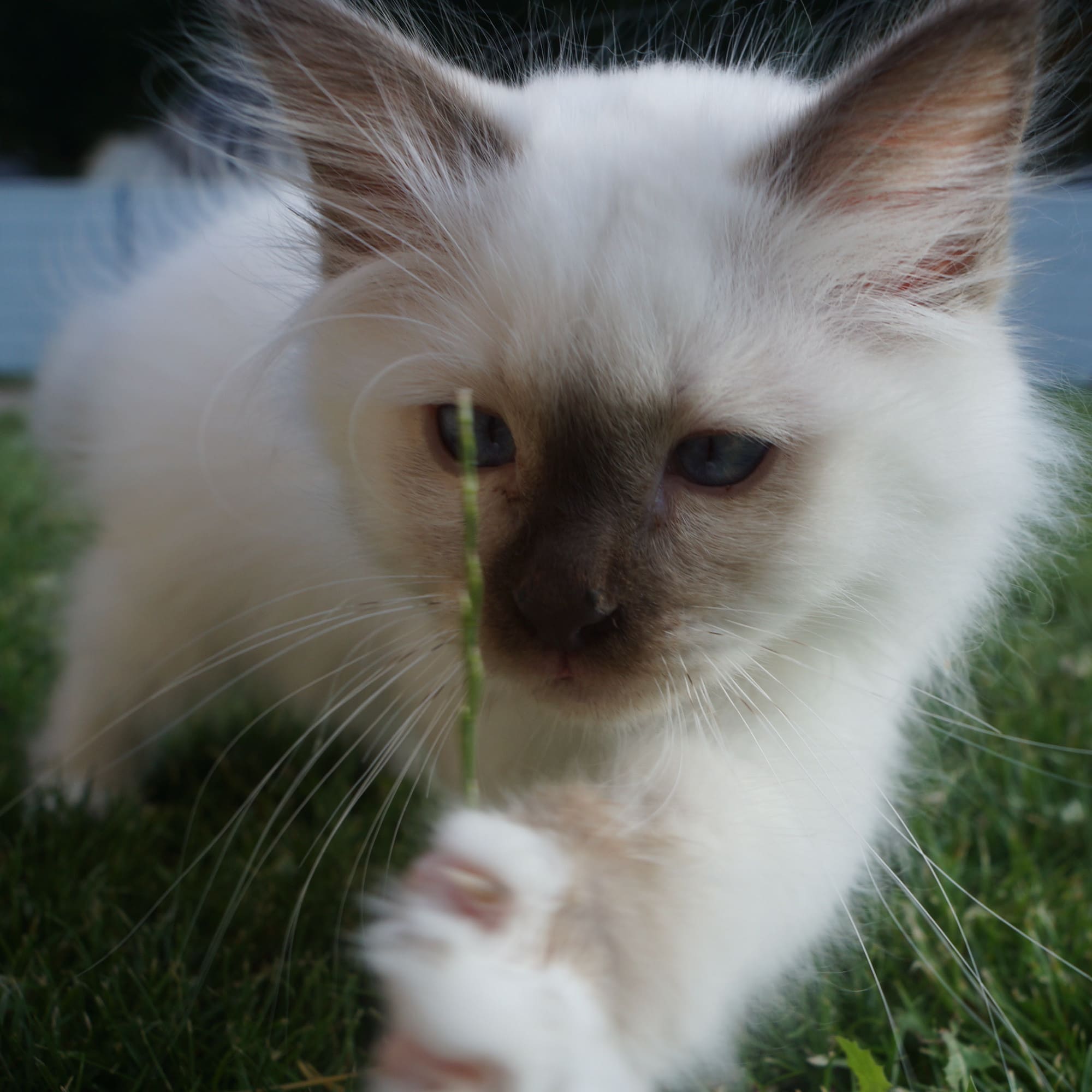 Puce chaton Sacré de Birmanie