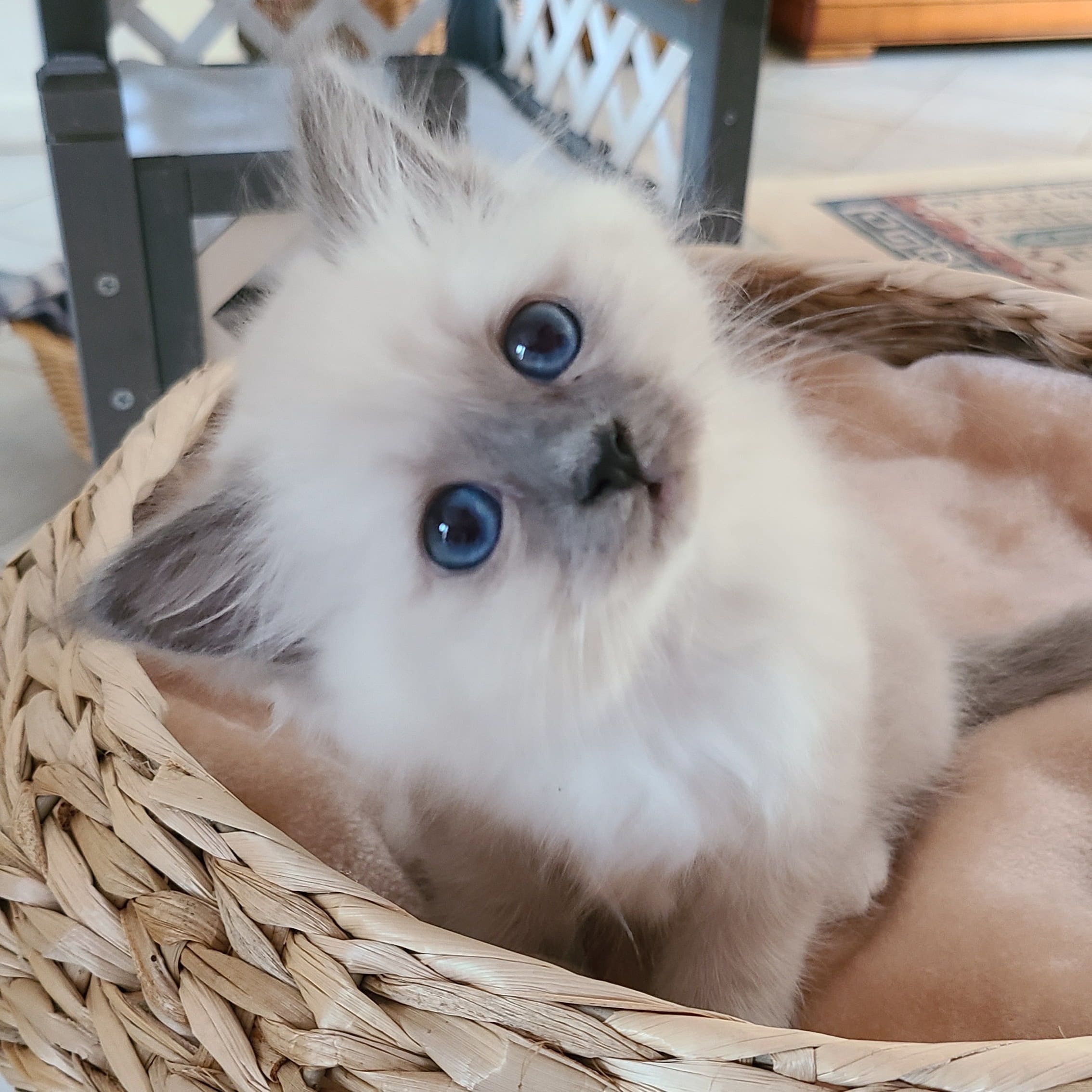  Romy chaton Sacré de Birmanie