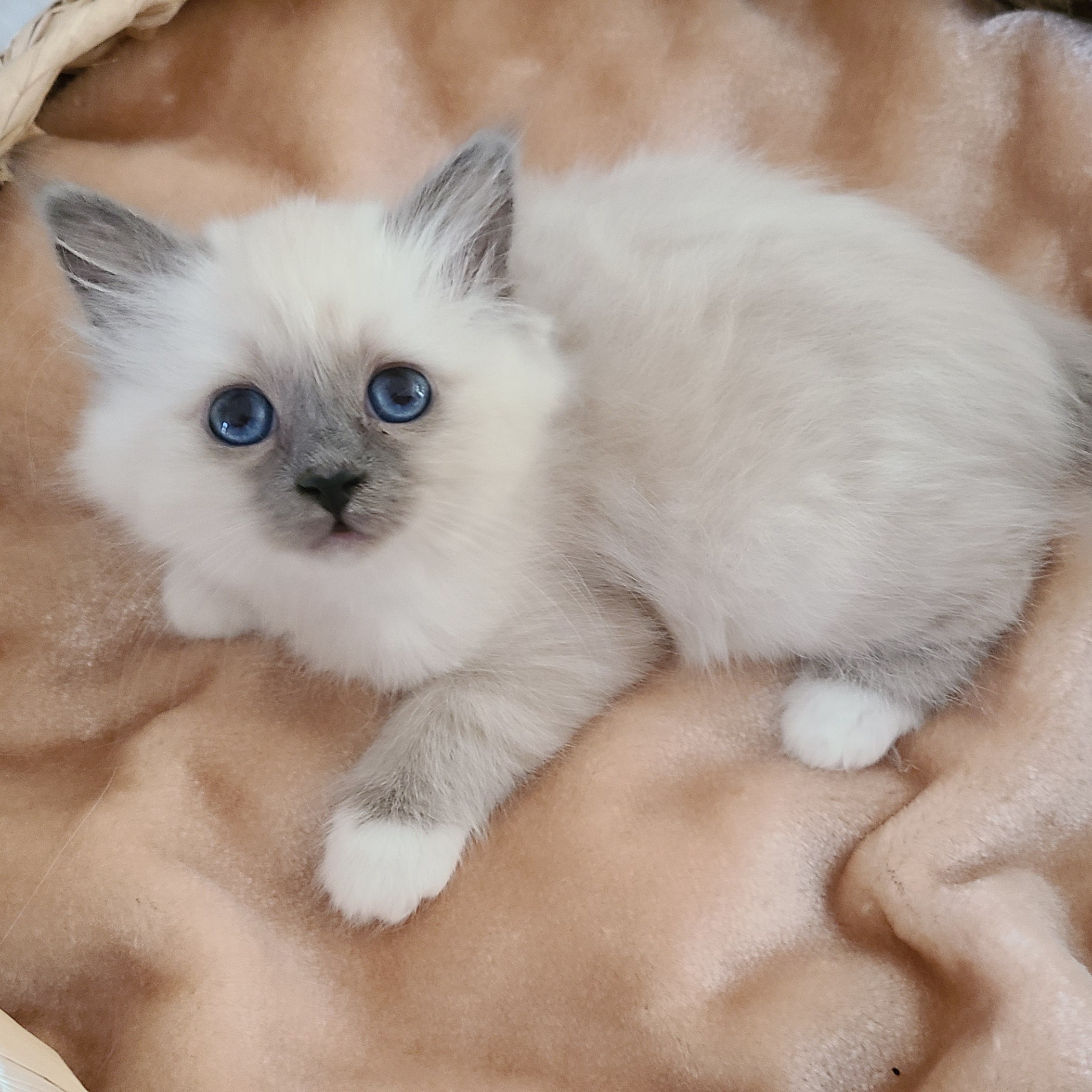 Romy chaton Sacré de birmanie