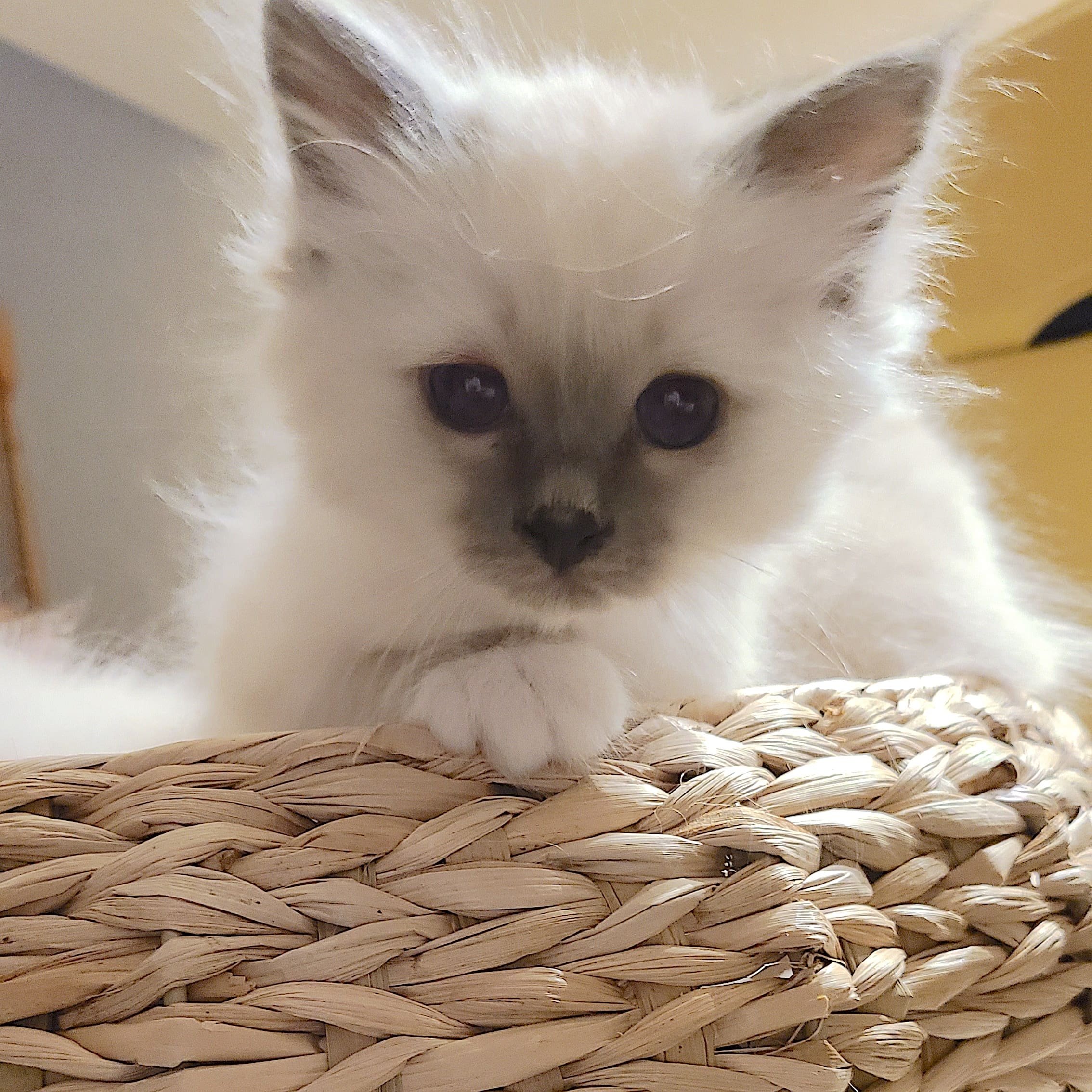 Romy chaton Sacré de birmanie