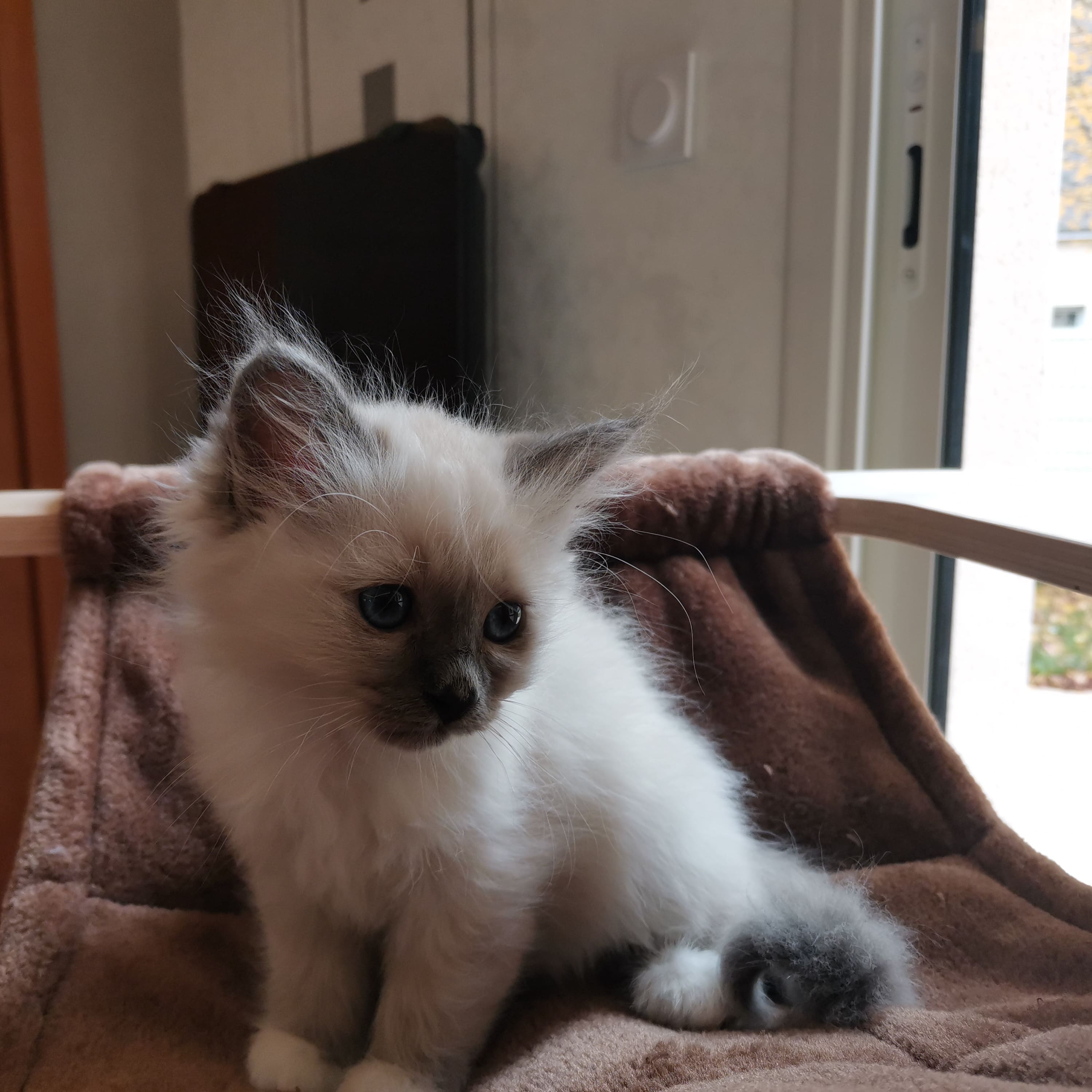 Romy chaton Sacré de birmanie