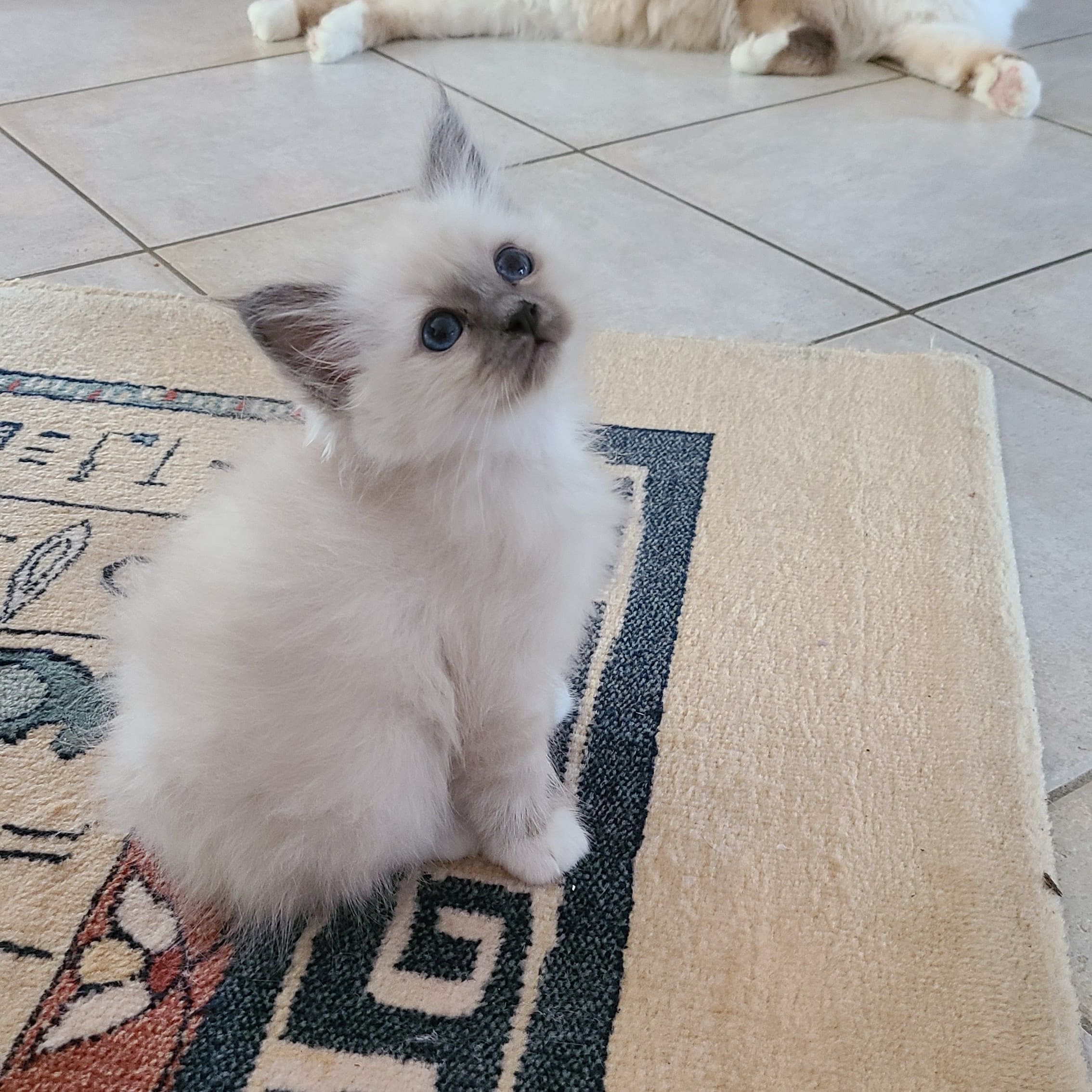 Rose chaton Sacré de birmanie