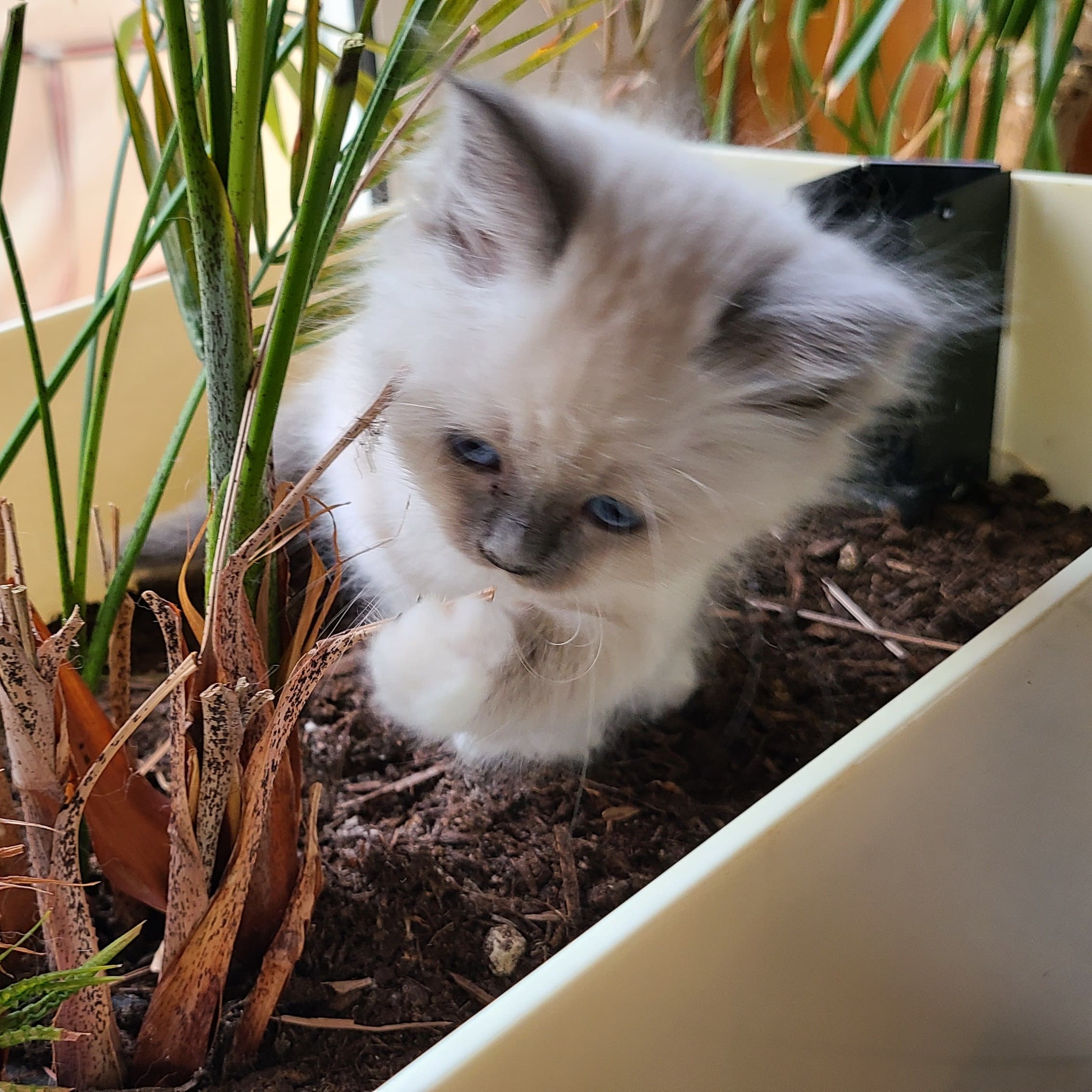 Rose chaton Sacré de birmanie