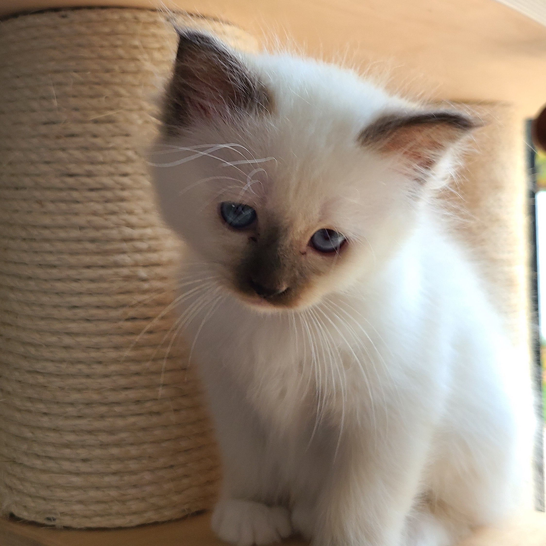 Rubens chaton Sacré de birmanie