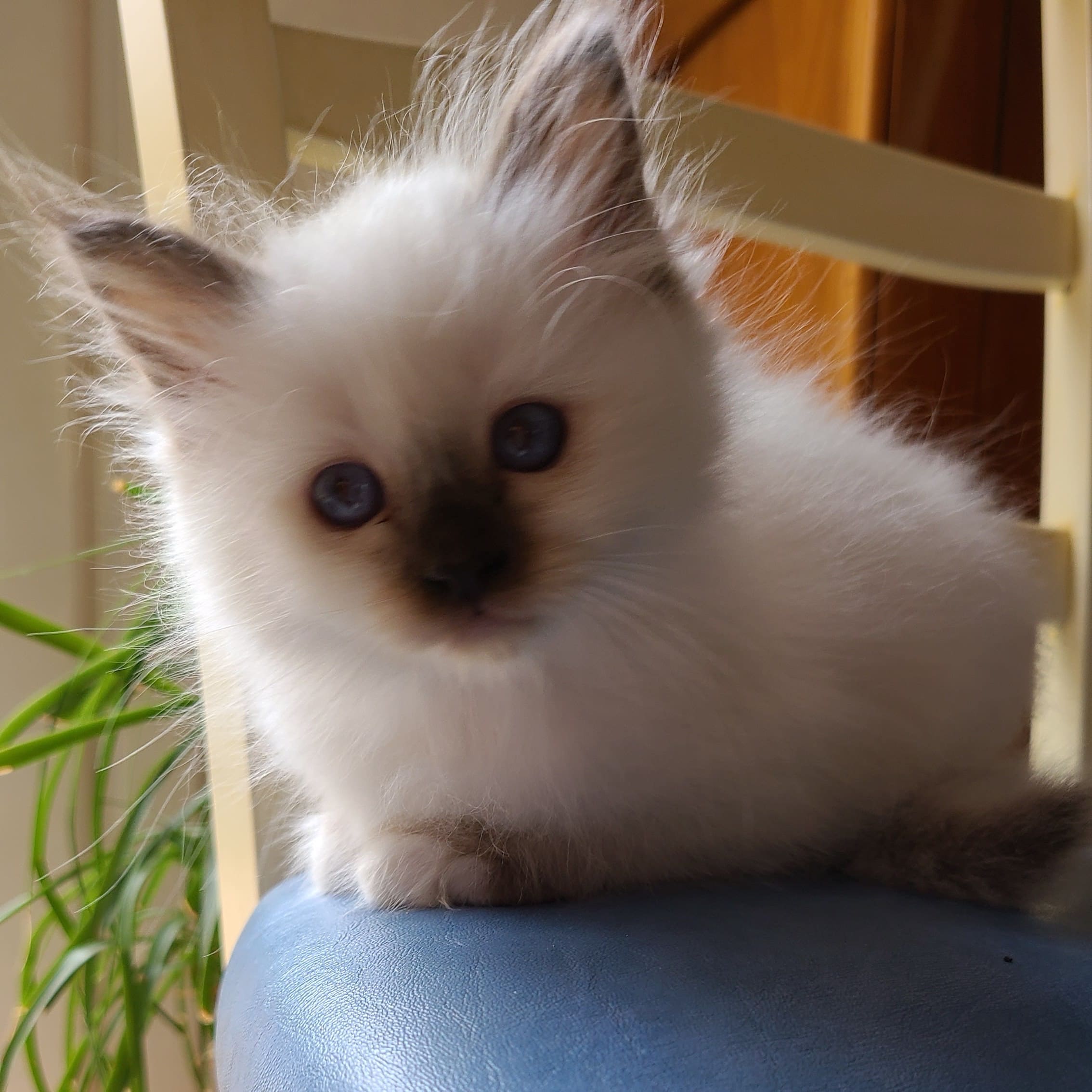 Rubis chaton Sacré de birmanie