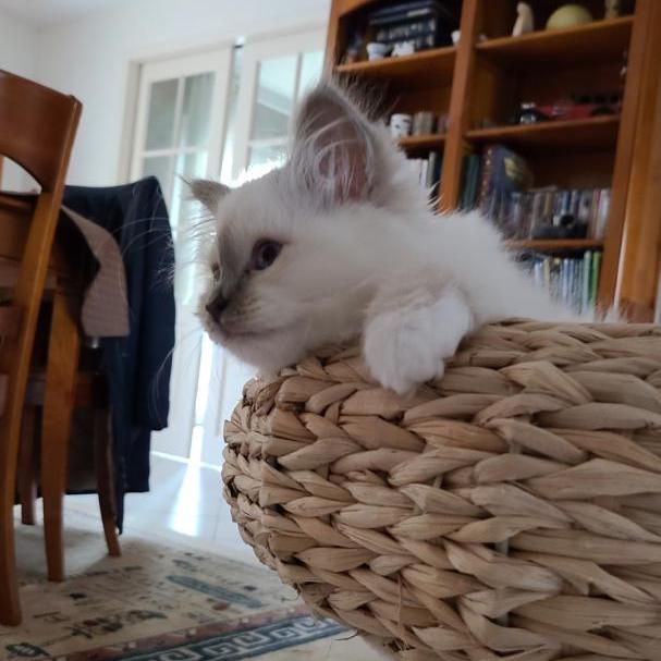 Sunny chaton Sacré de birmanie