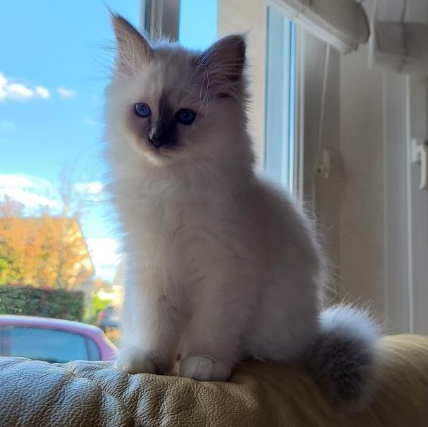 Sunny chaton Sacré de birmanie