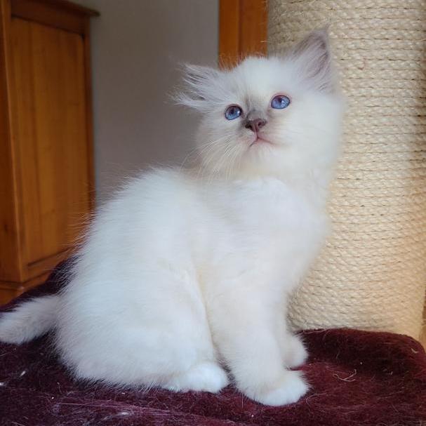 Shadow chaton Sacré de Birmanie